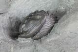 Wide Enrolled Flexicalymene Trilobite - Mt Orab, Ohio #85388-2